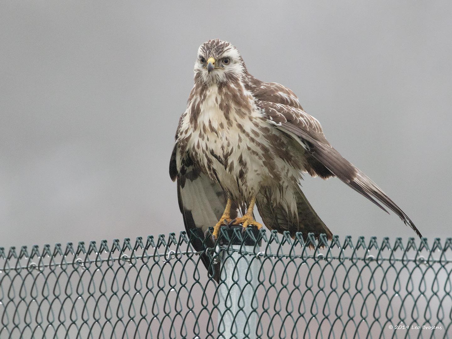 Buizerd-20190125g1440YSXX4464acrfb.jpg