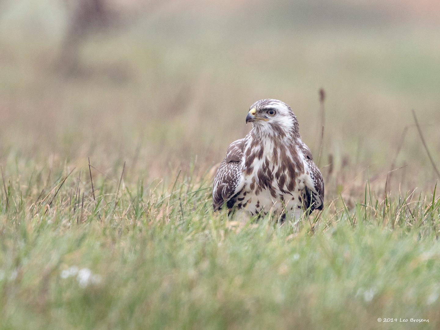 Buizerd-20190125g1440YSXX4478bcrfb.jpg