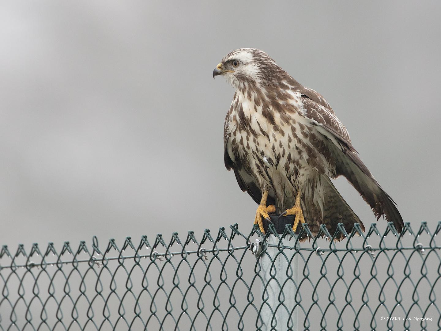 Buizerd-20190125g1440YSXX4484acrfb.jpg