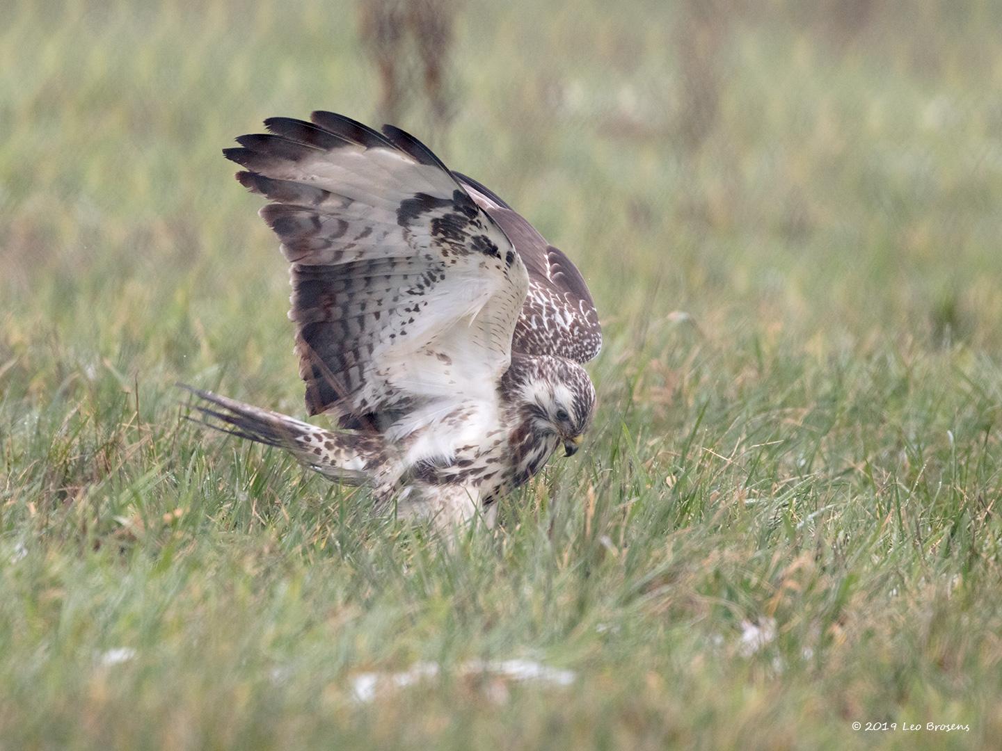 Buizerd-20190125g1440YSXX4490acrfb.jpg