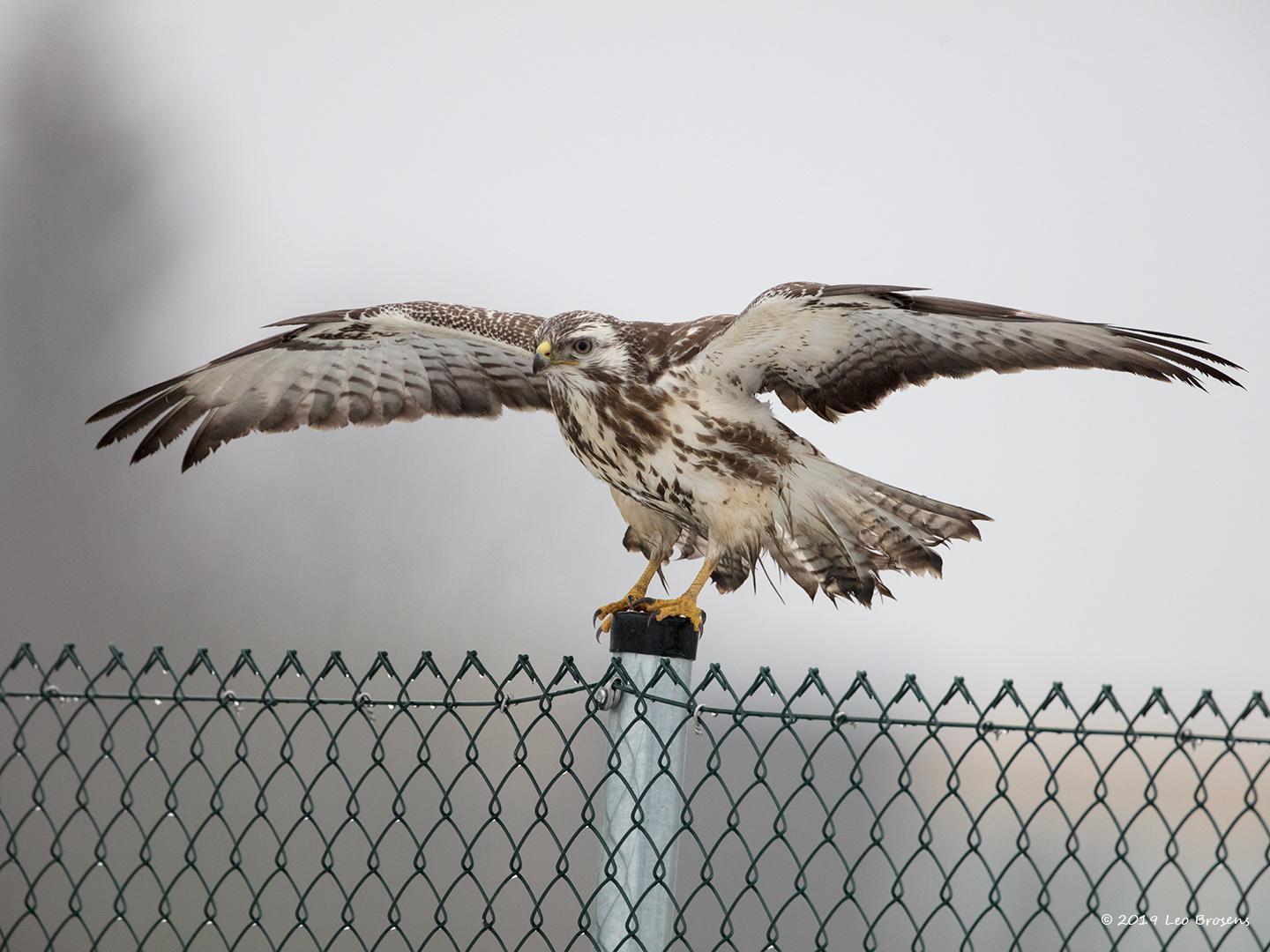 Buizerd-20190125g1440YSXX4495acrfb.jpg