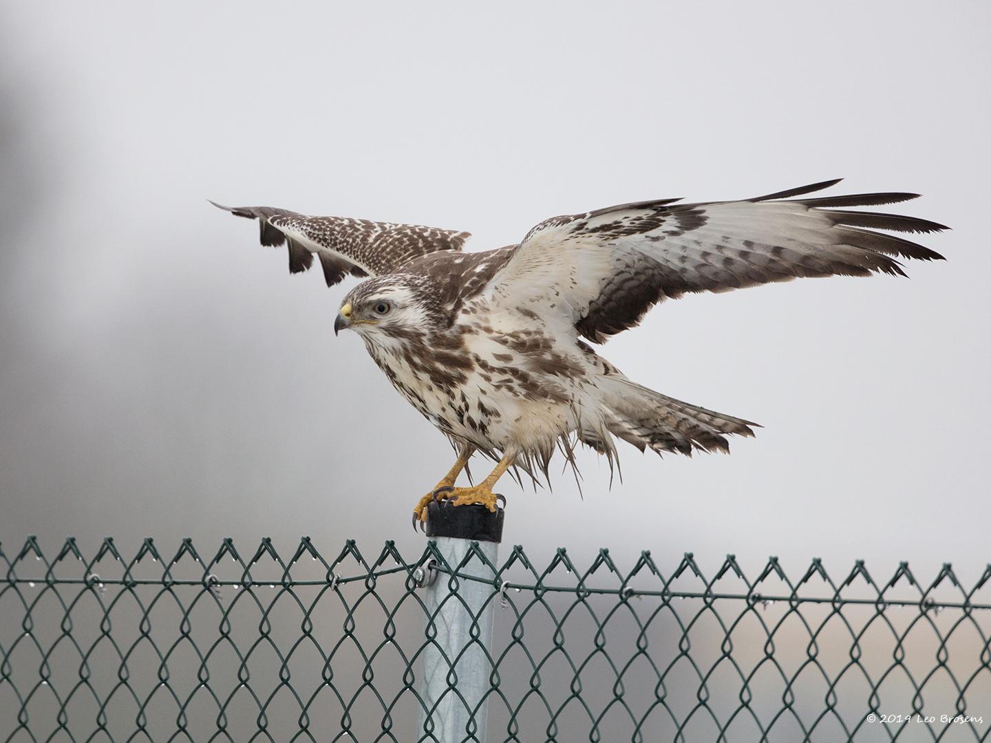 Buizerd-20190125g1440YSXX4496aocrfb.jpg