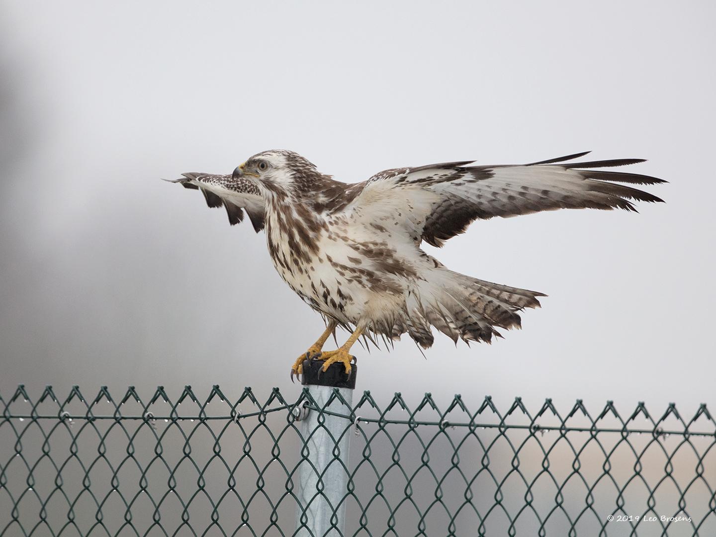 Buizerd-20190125g1440YSXX4497acrfb.jpg