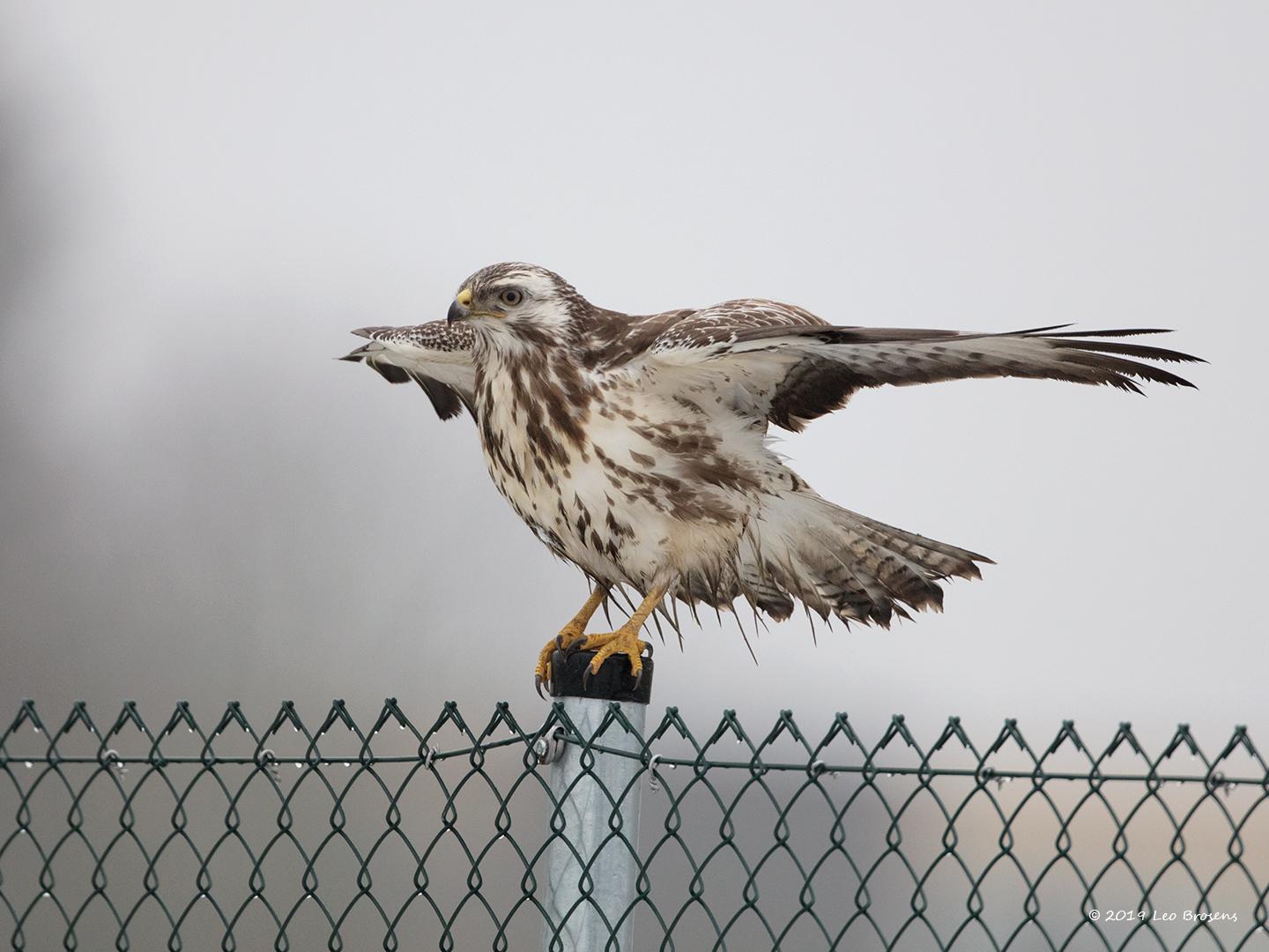 Buizerd-20190125g1440YSXX4498acrfb.jpg