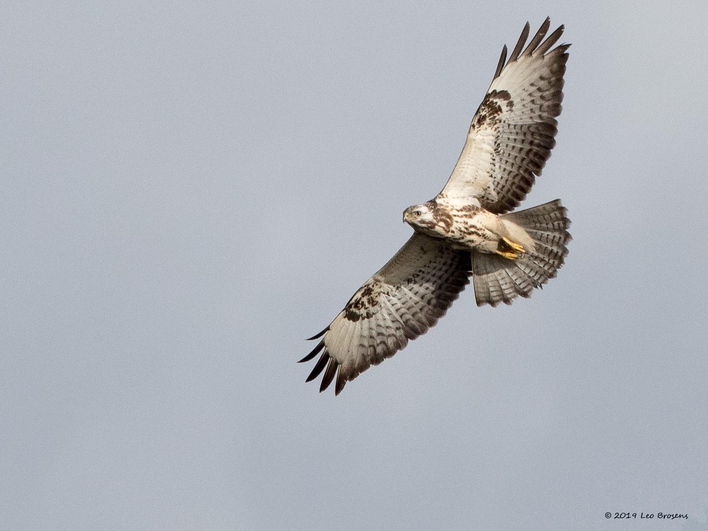 Buizerd-20190128g1440YSXX4503acrfb.jpg