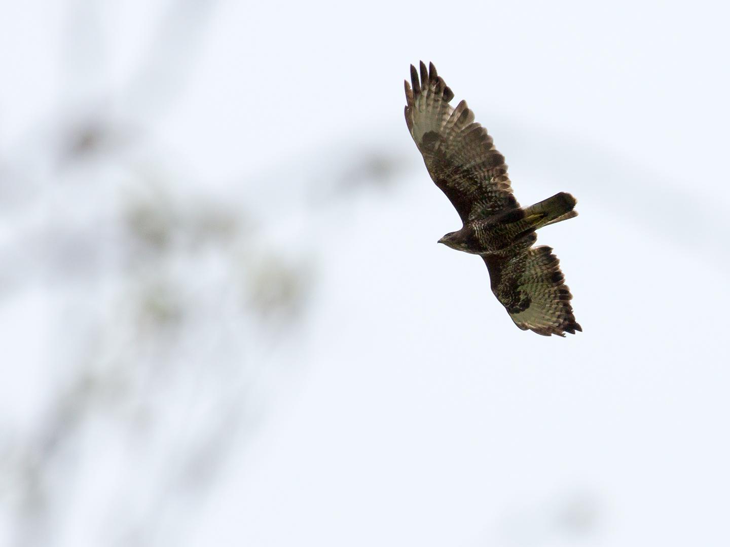 Buizerd-20190409g14407X1A7235a.jpg