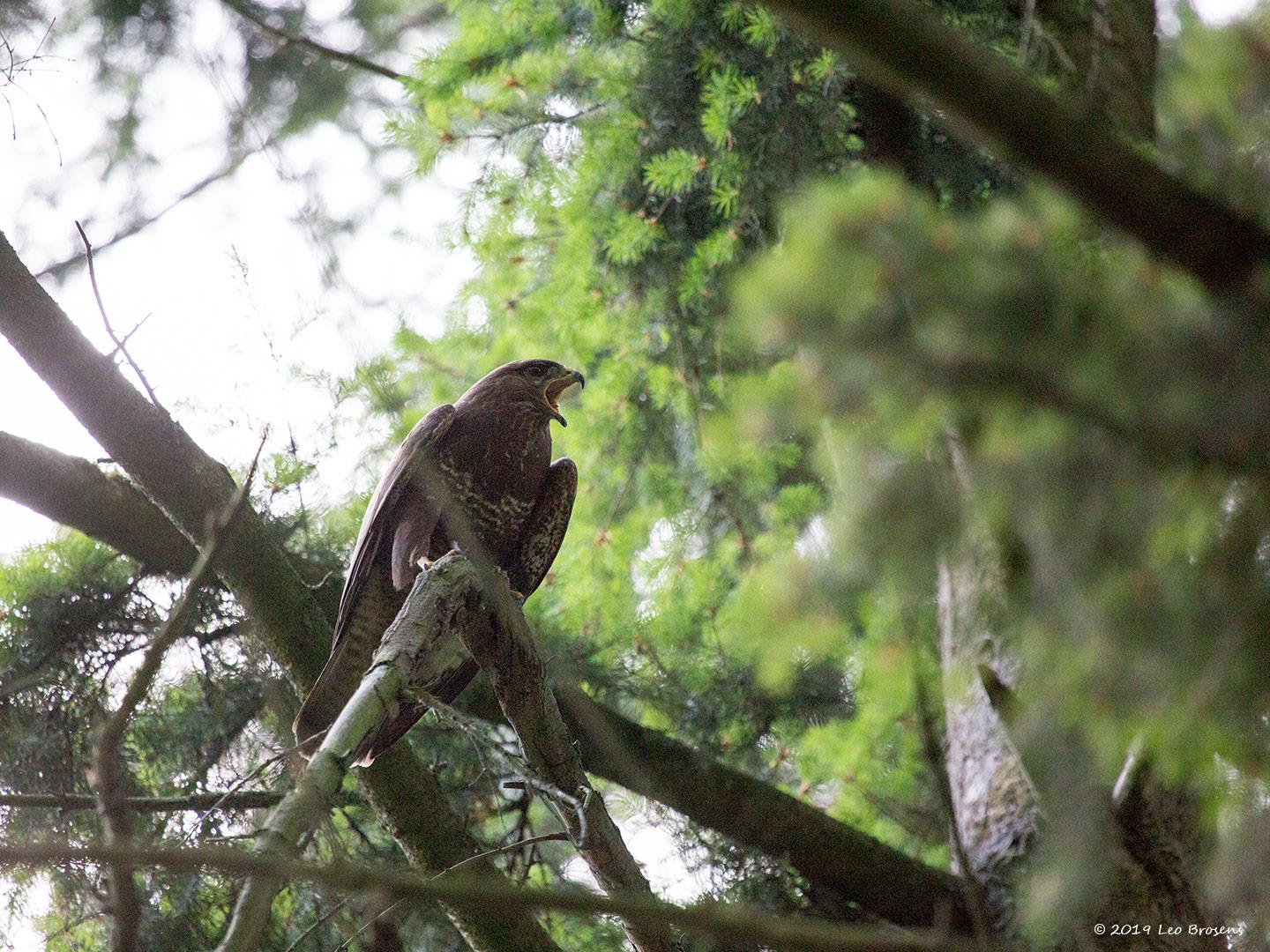 Buizerd-20190616g14407X1A7431bcrfb.jpg