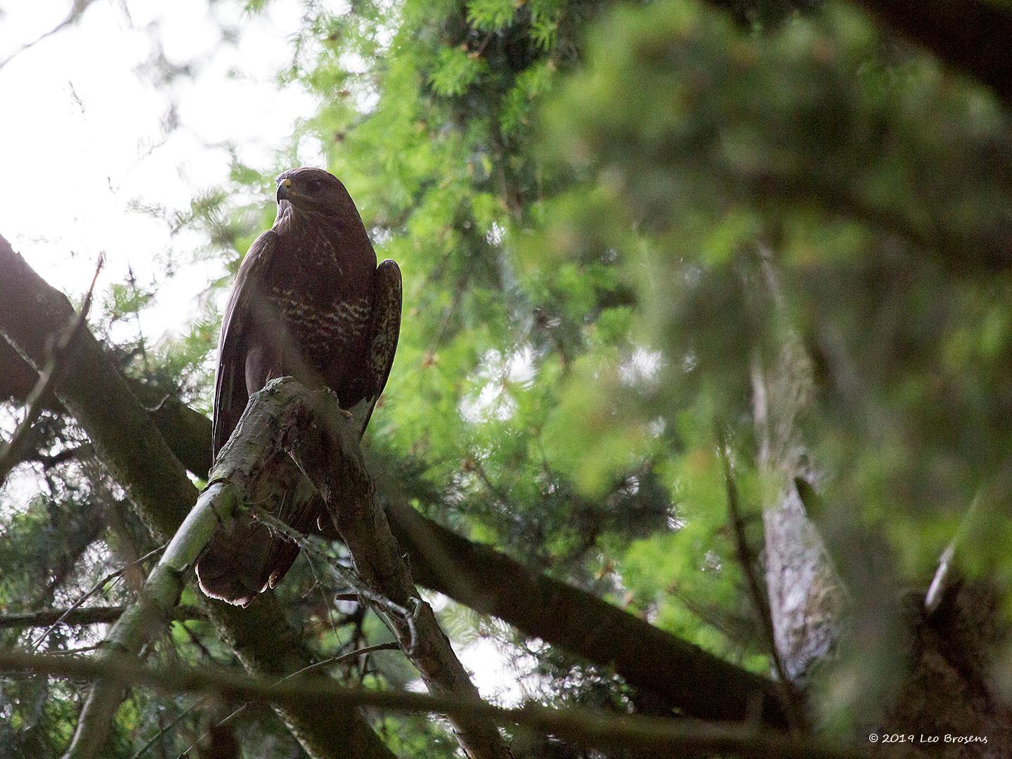 Buizerd-20190616g14407X1A7433acrfb.jpg