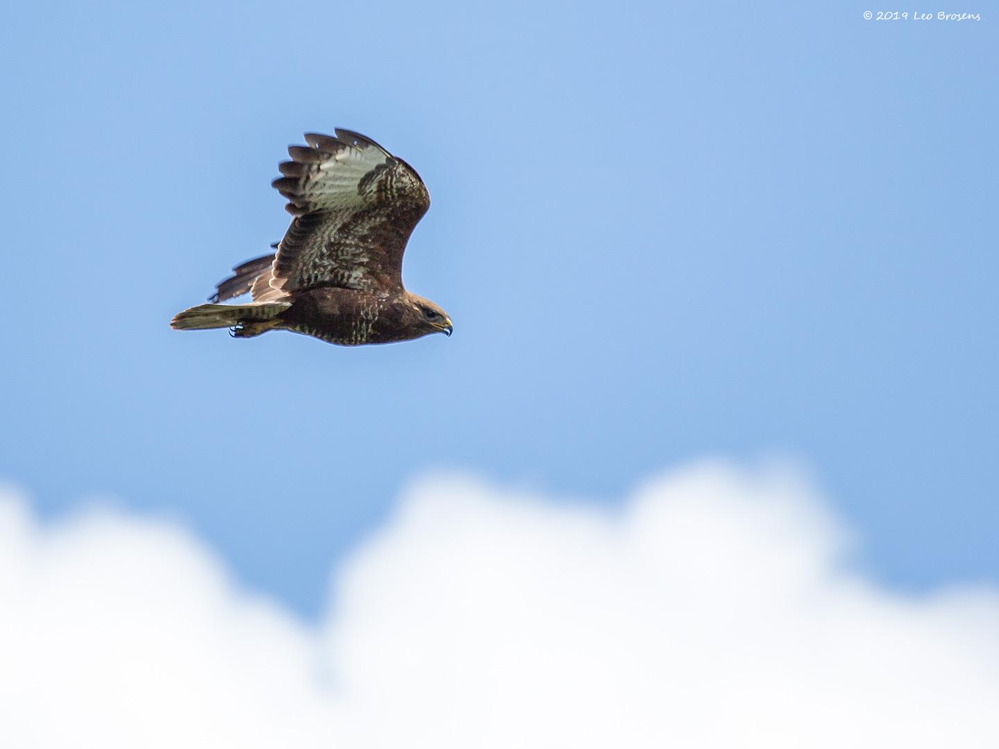 Buizerd-20190616g14407X1A7438acrfb.jpg