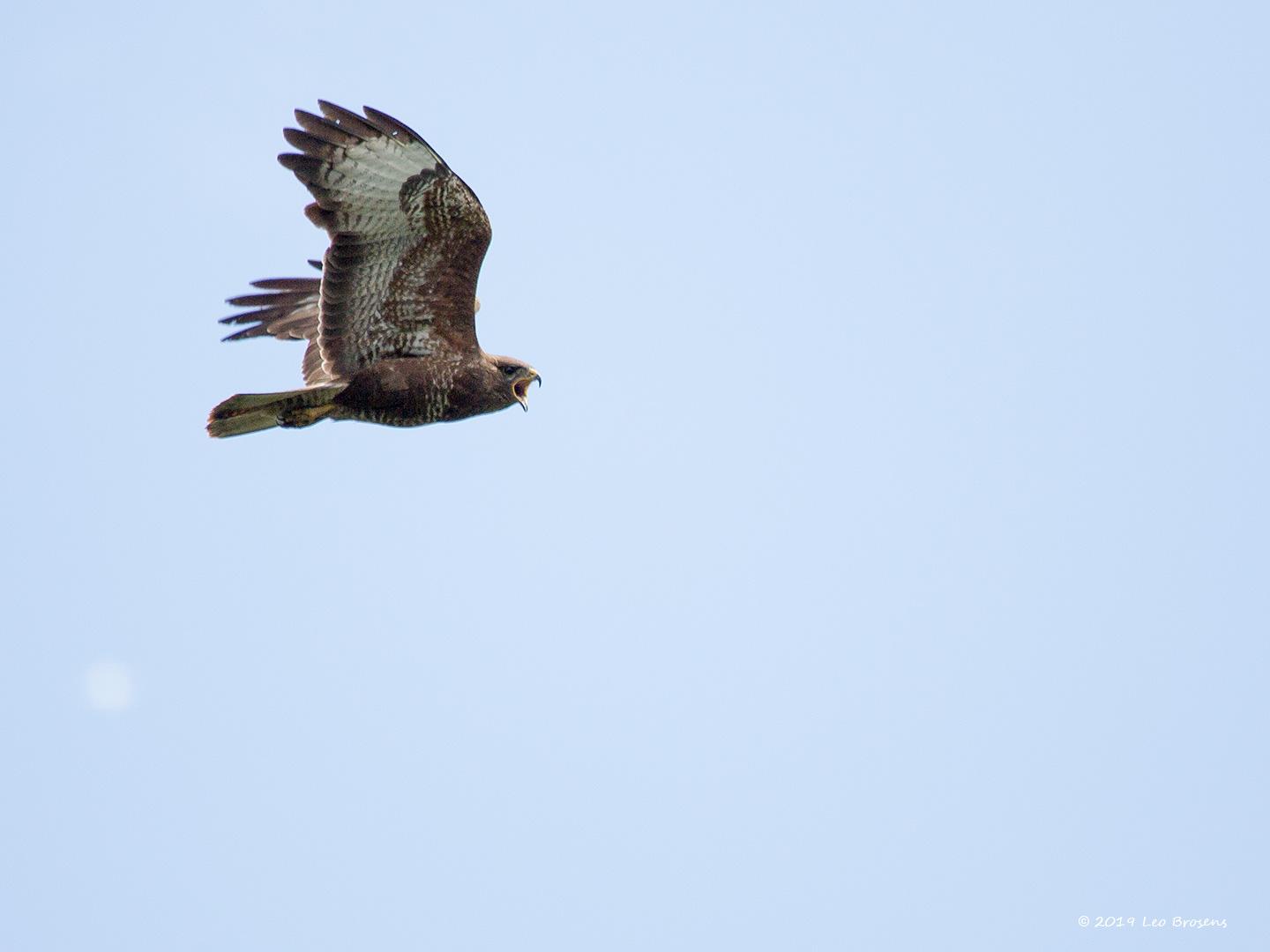 Buizerd-20190616g14407X1A7439bcrfb.jpg