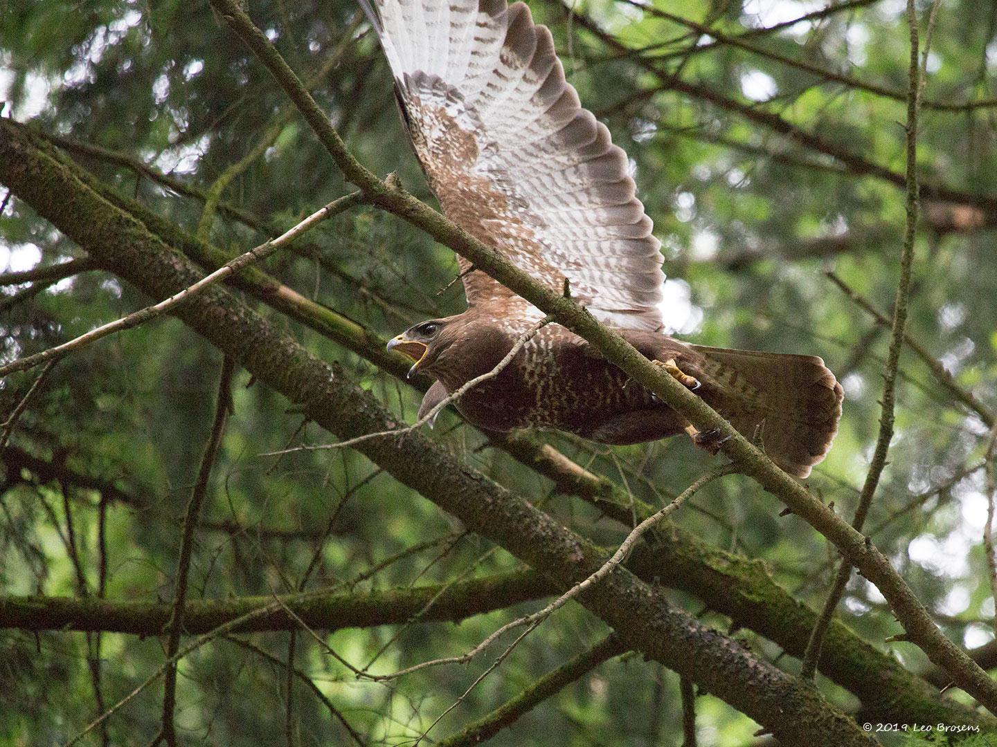 Buizerd-20190616g14407X1A7449acrfb.jpg