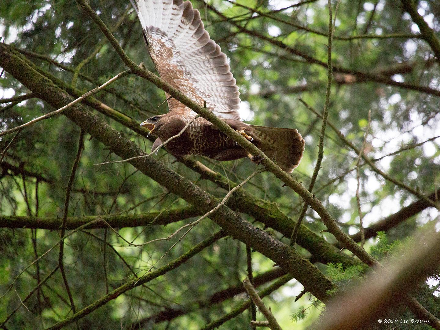 Buizerd-20190616g14407X1A7449bcrfb.jpg