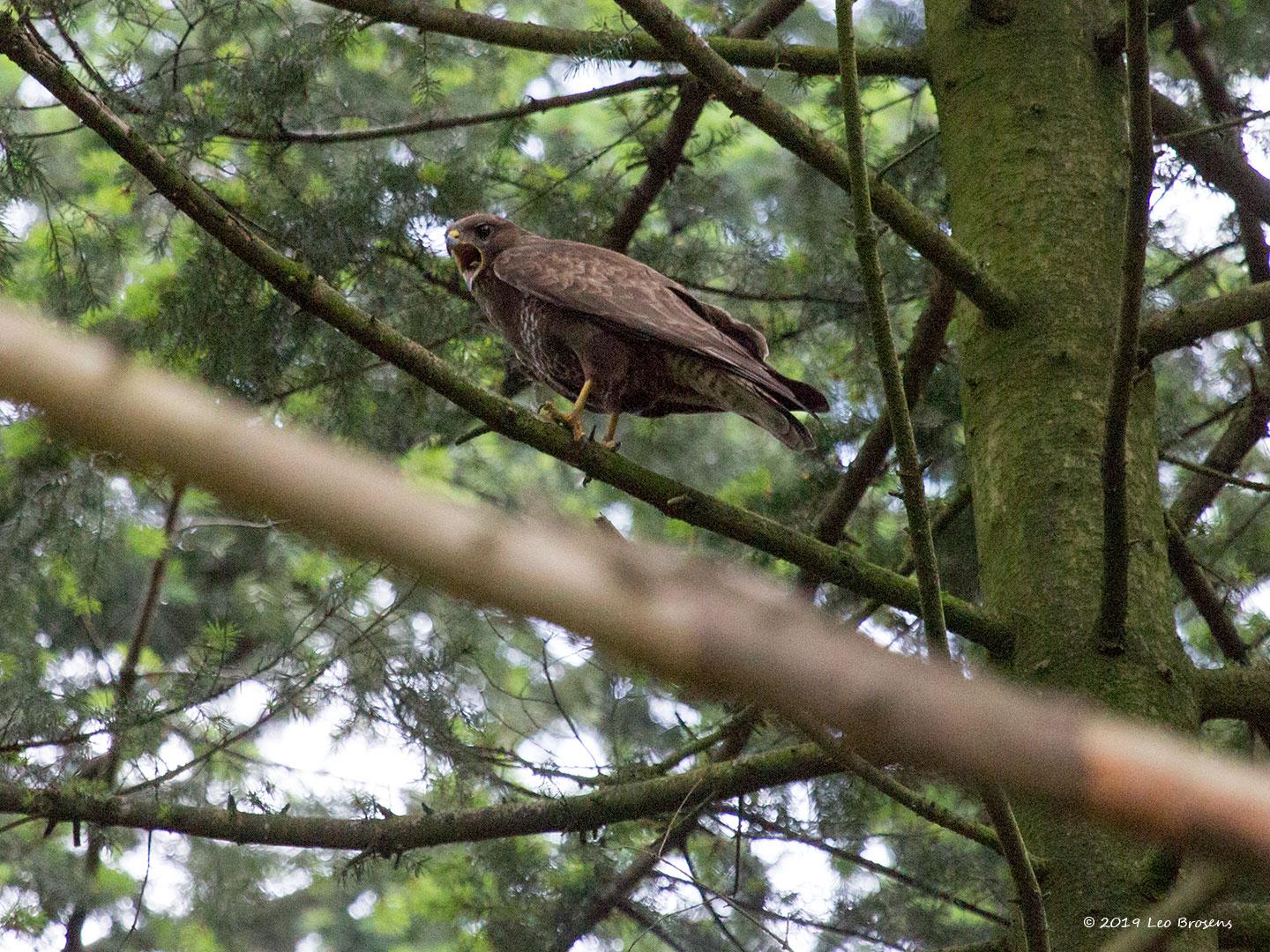 Buizerd-20190616g14407X1A7454acrfb.jpg