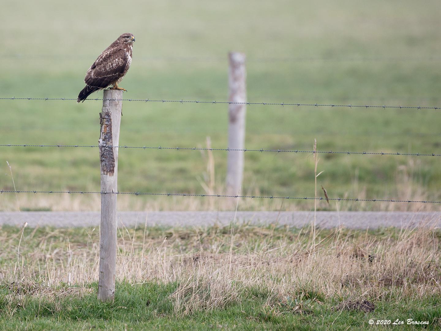 Buizerd-20200124g1440YSXX6768acr-Haamstede.jpg