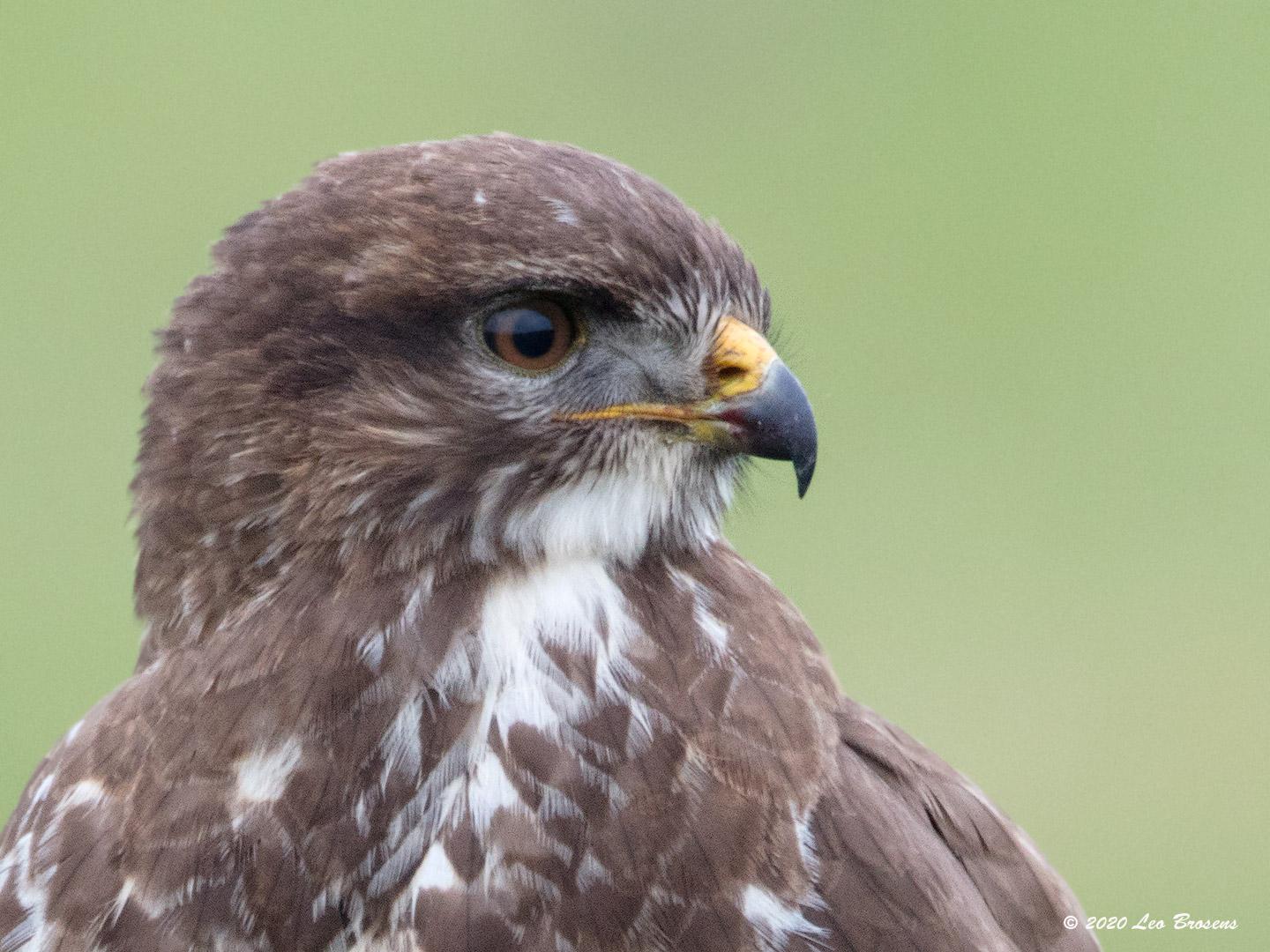 Buizerd-20200124g1440YSXX6890acr-Haamstede.jpg