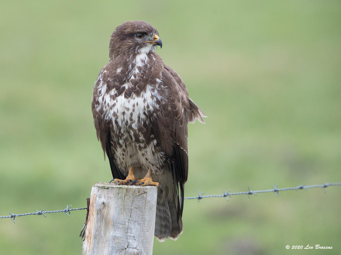 Buizerd-20200124g1440YSXX6890bgcr-Haamstede.jpg