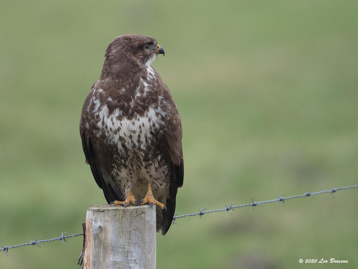 Buizerd-20200124g1440YSXX6912acr-Haamstede.jpg