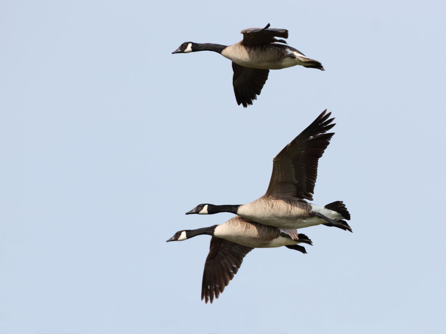 Canadese gans 20110611IMG_5879a.jpg