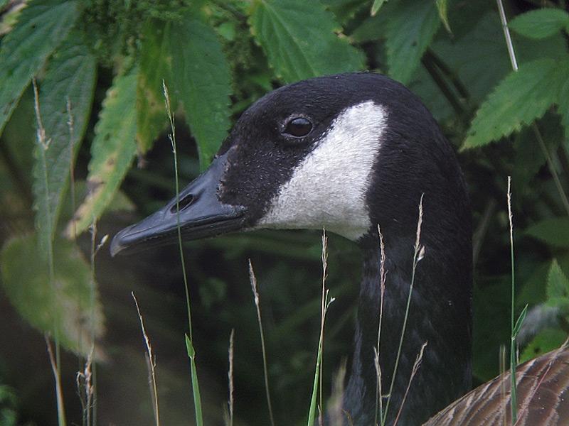 Canadese-gans-20080706_a64030x_226a.jpg