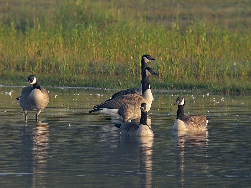 Canadese-gans-20081011_a64030x_024k.jpg