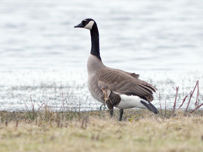 Canadese-gans-20100314P1110681a.jpg