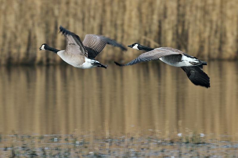 Canadese-gans-20110312IMG_0832g.jpg