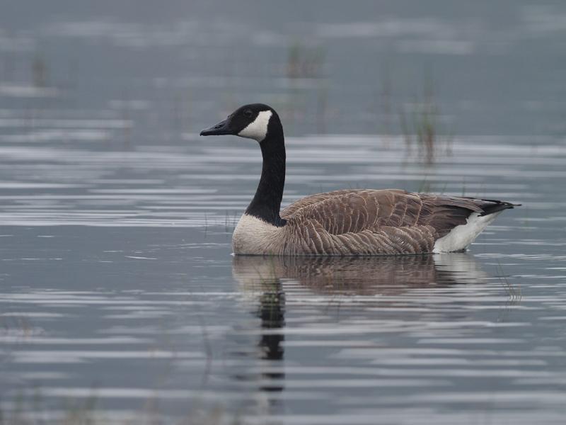 Canadese-gans-20110510IMG_2629a.jpg