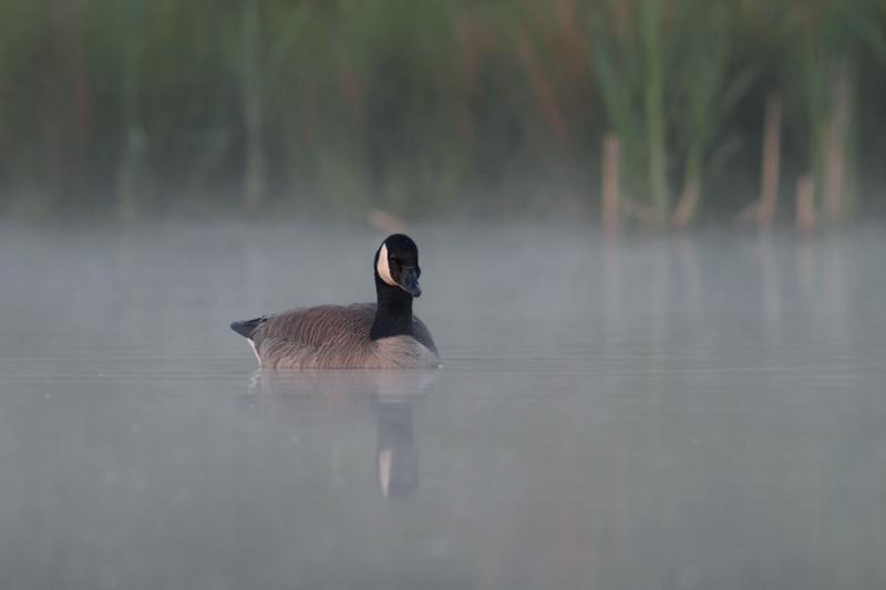 Canadese-gans-20110513IMG_2729b.jpg