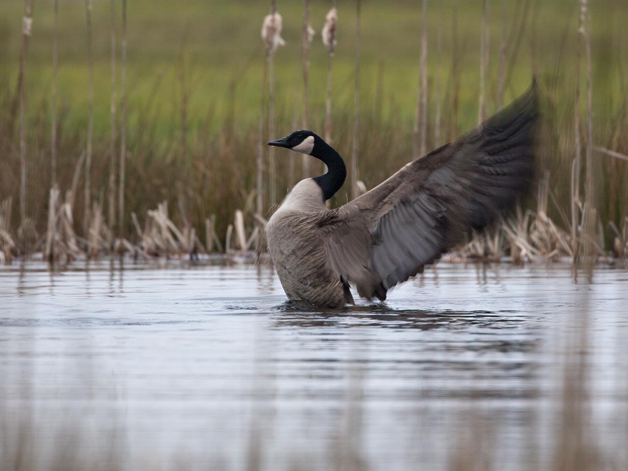 Canadese-gans-20150305g12807X1A2705a.jpg