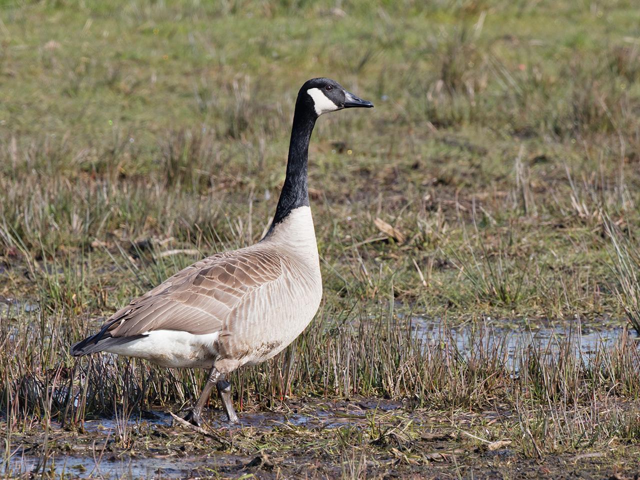 Canadese-gans-20170328g1280YSXX7914a.jpg