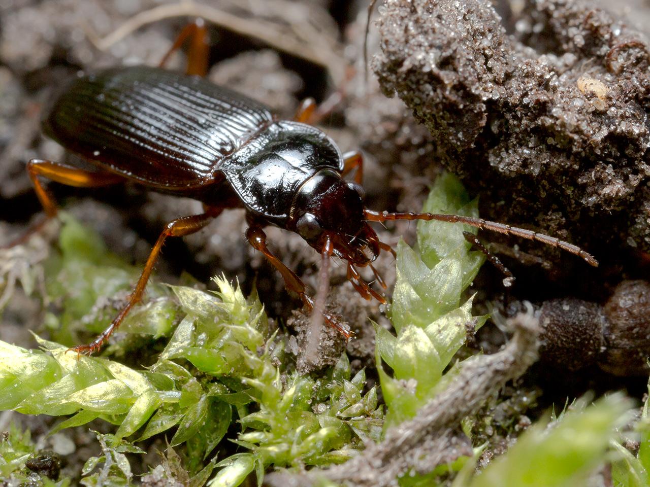 Carabidae-20130405g12807X1A6745a.jpg