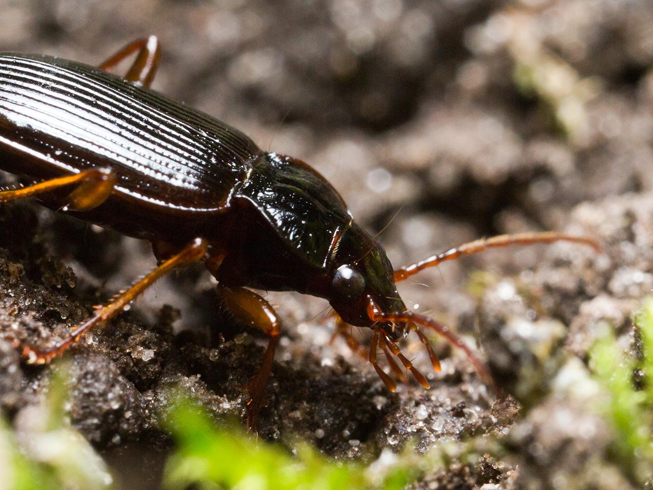 Carabidae-20130405g12807X1A6757a.jpg