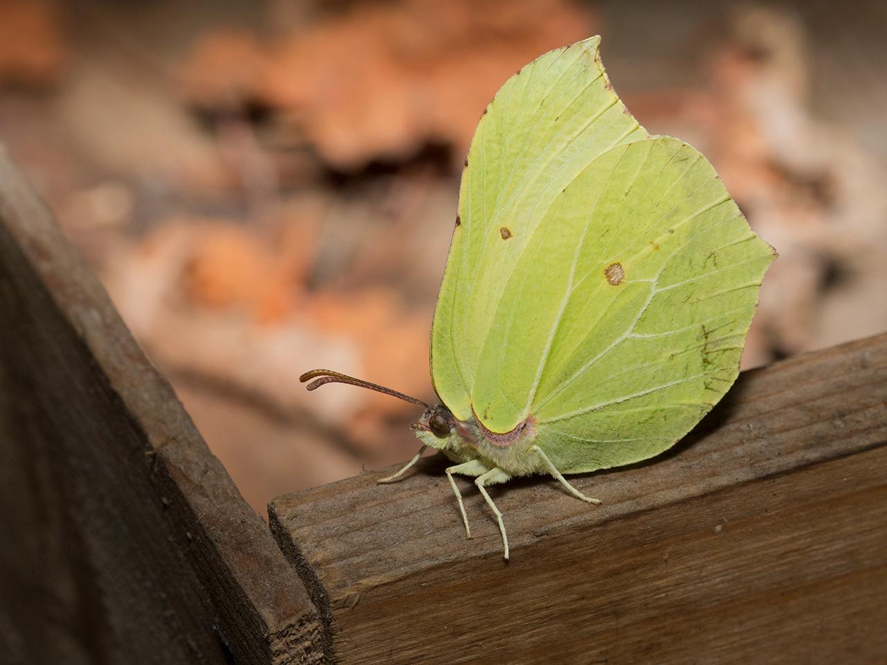 Citroenvlinder-20130417g12807X1A6826a.jpg