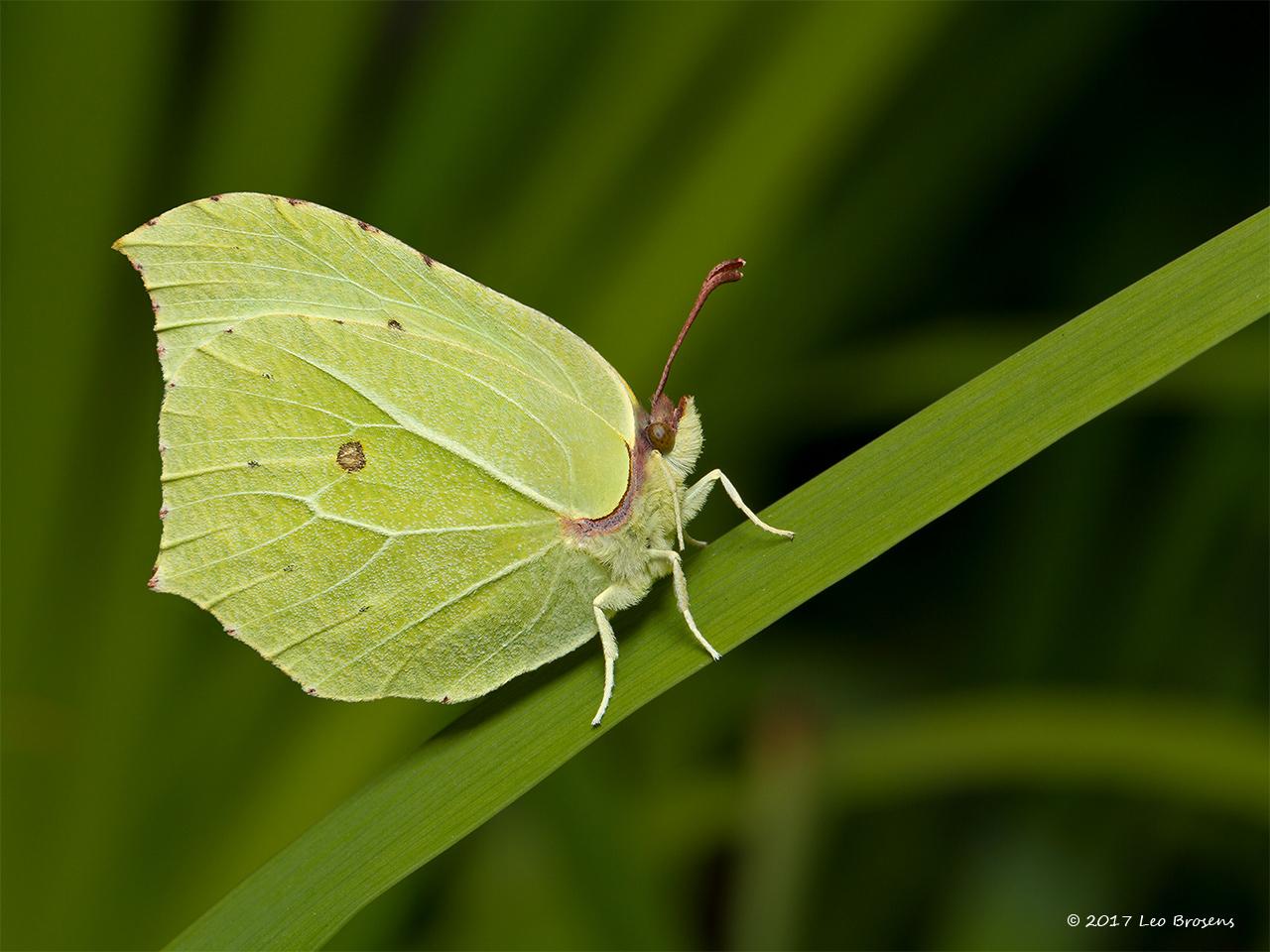 Citroenvlinder-Gonepteryx-rhamni-20130803g1280acrfb.jpg