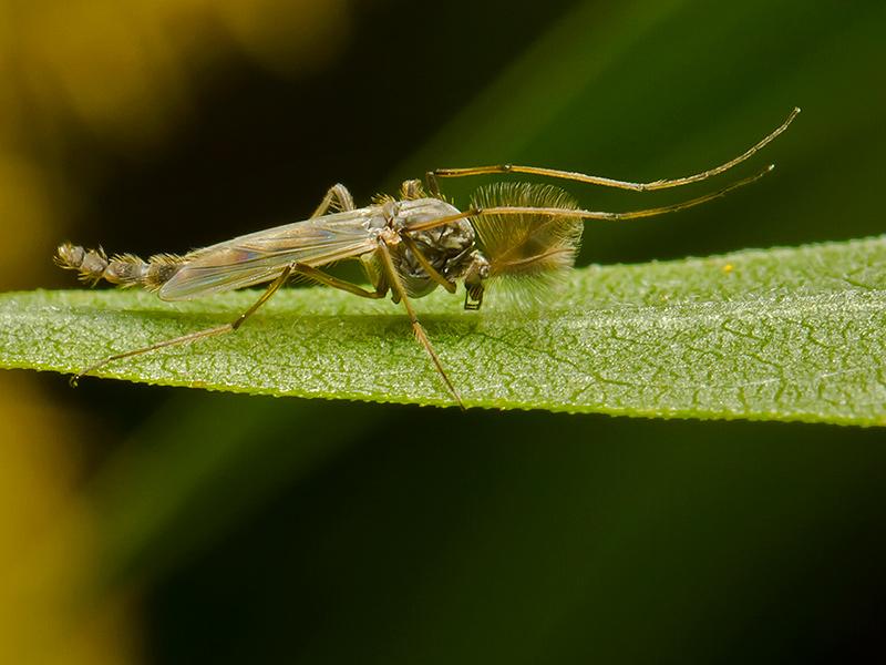 Dansmug Chironomus plumosus -20120905g800200IMG_0025a.jpg