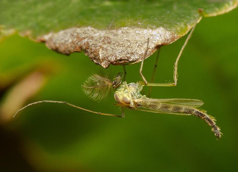 Dansmug-Chironomus-plumosus-20120901g800200IMG_9849npa.jpg