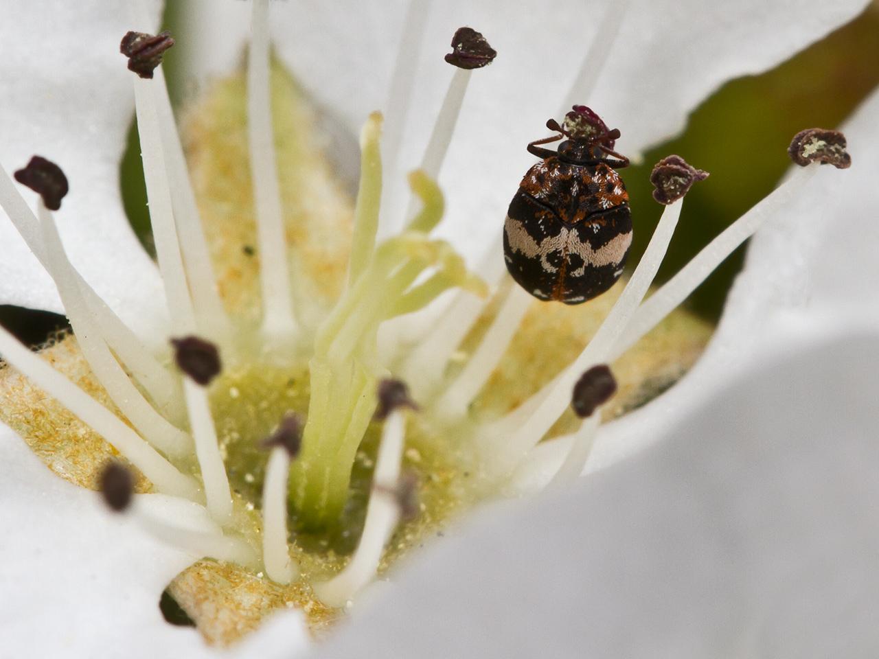 Dermestidae-Anthrenus-20130505g1280IMG_4972a.jpg