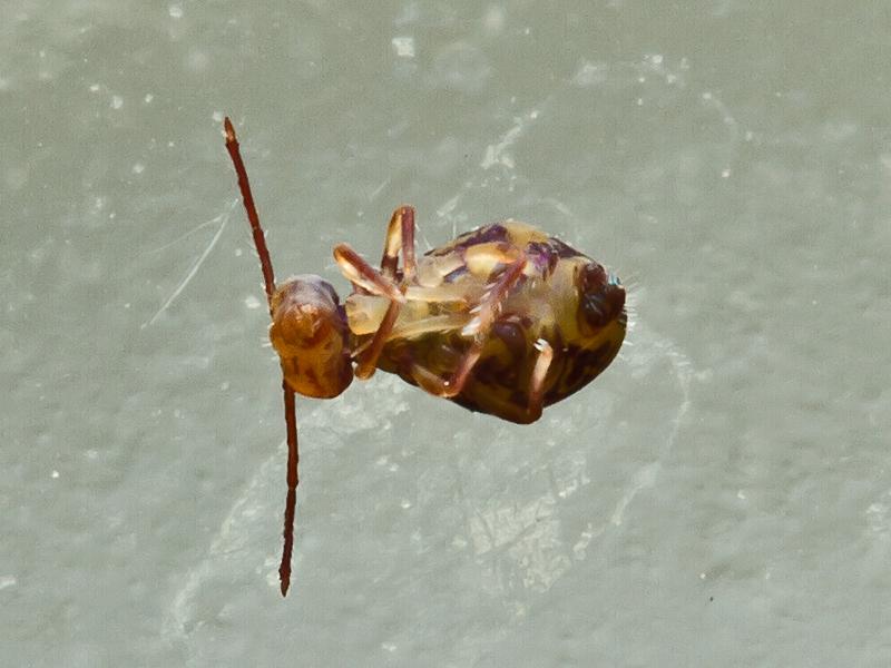 Dicyrtomina-ornata-20121129g800IMG_3136b.jpg