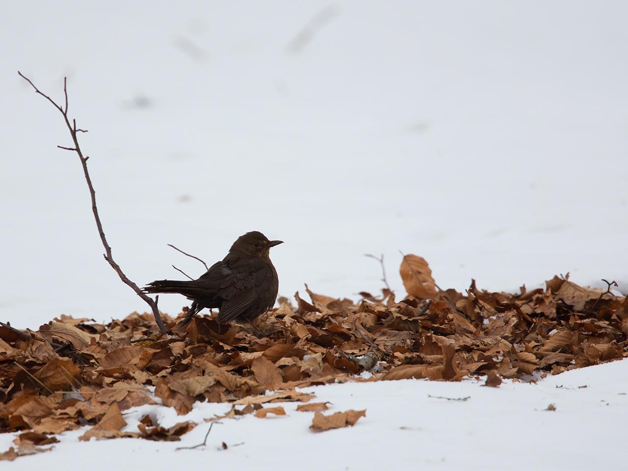 Drents-heideschaap-20130125g12807X1A3275a.jpg