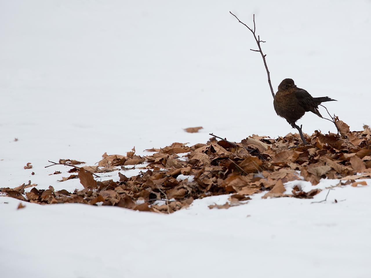 Drents-heideschaap-20130125g12807X1A3281a.jpg