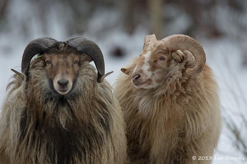 Drents-heideschaap-20130125g8007X1A3290a.jpg