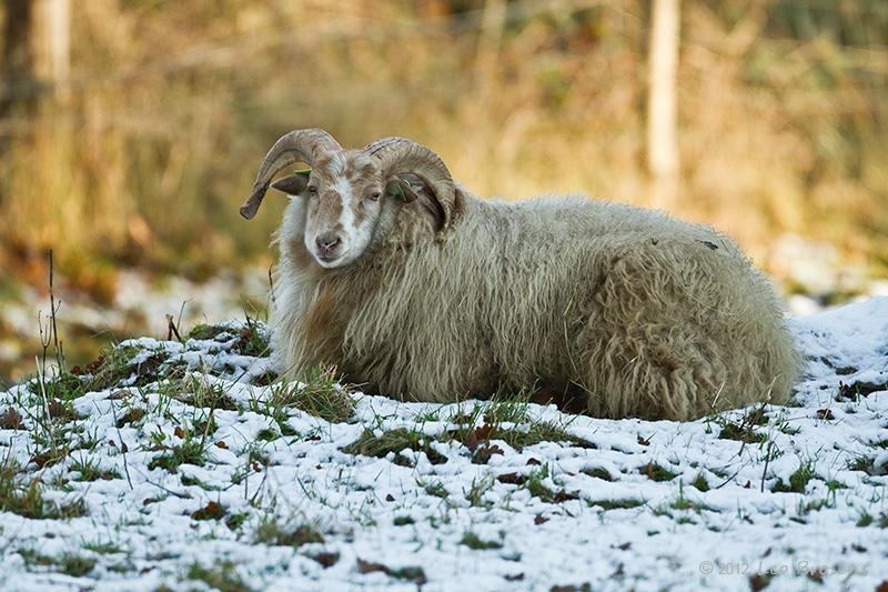 Drents-heideschapp-20121208g800IMG_3248a.jpg