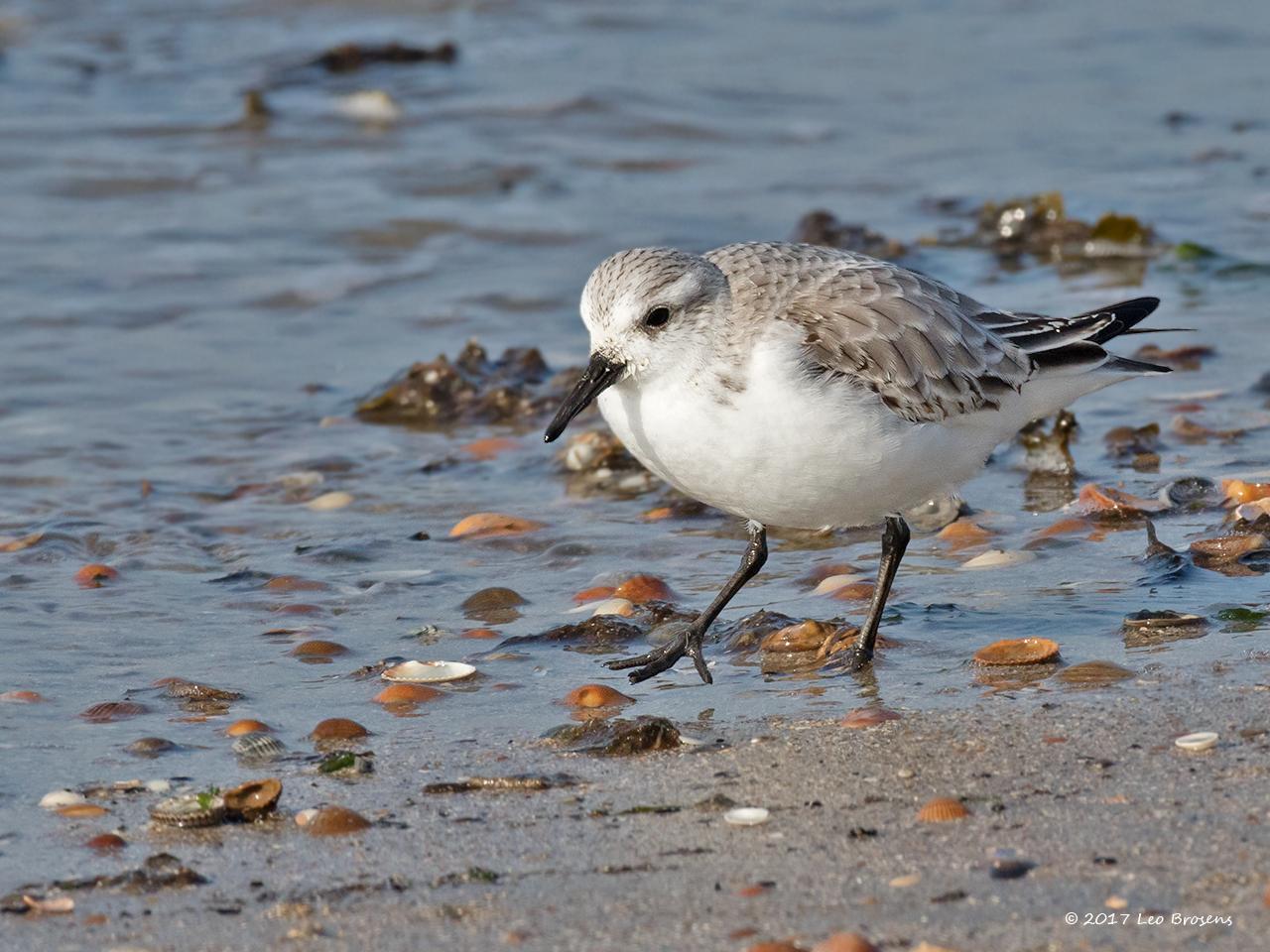 Drieteenstrandloper-20170213g1280YSXX6844nacrfb.jpg