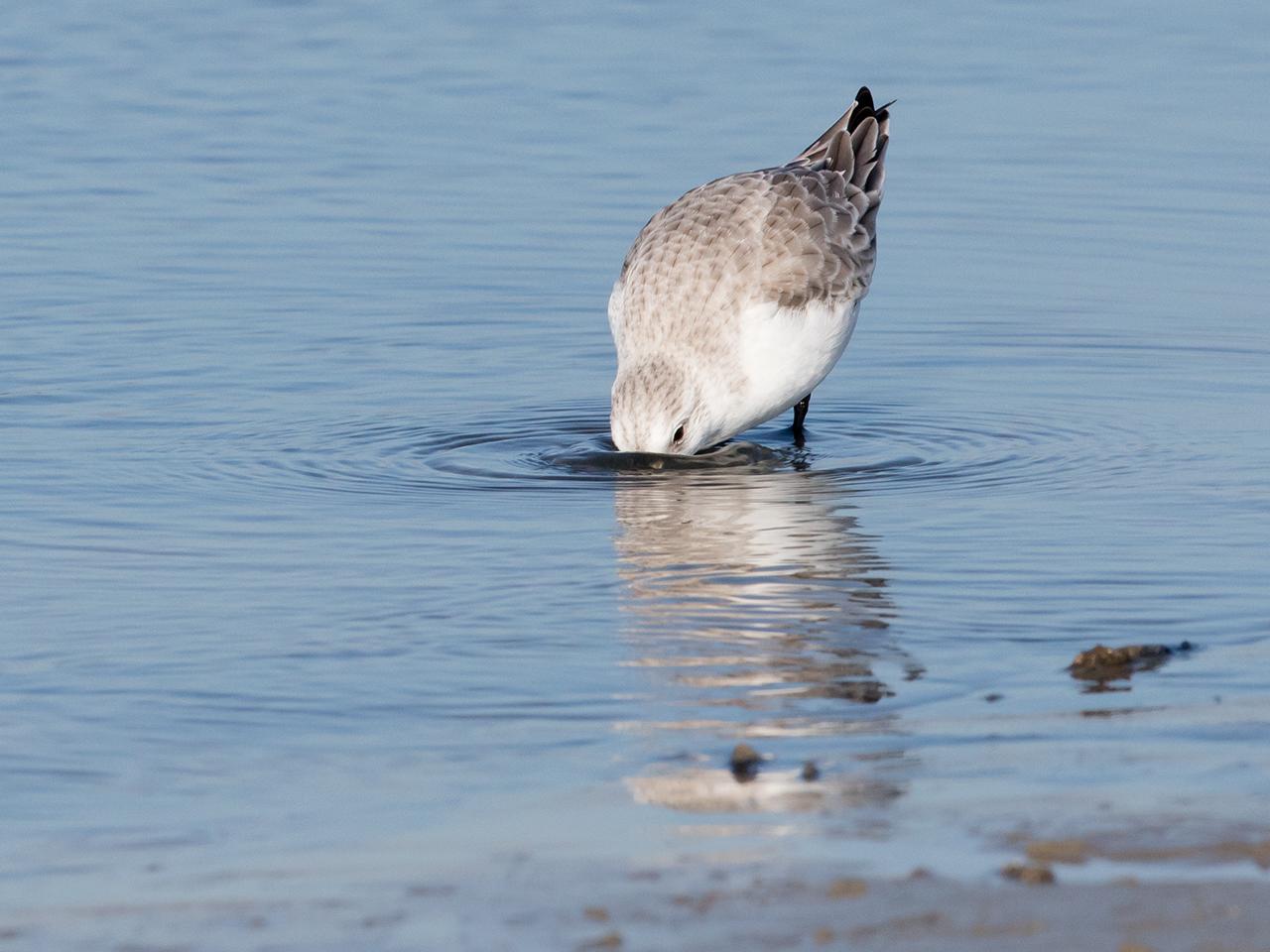 Drieteenstrandloper-20170214g1280YSXX7076a.jpg