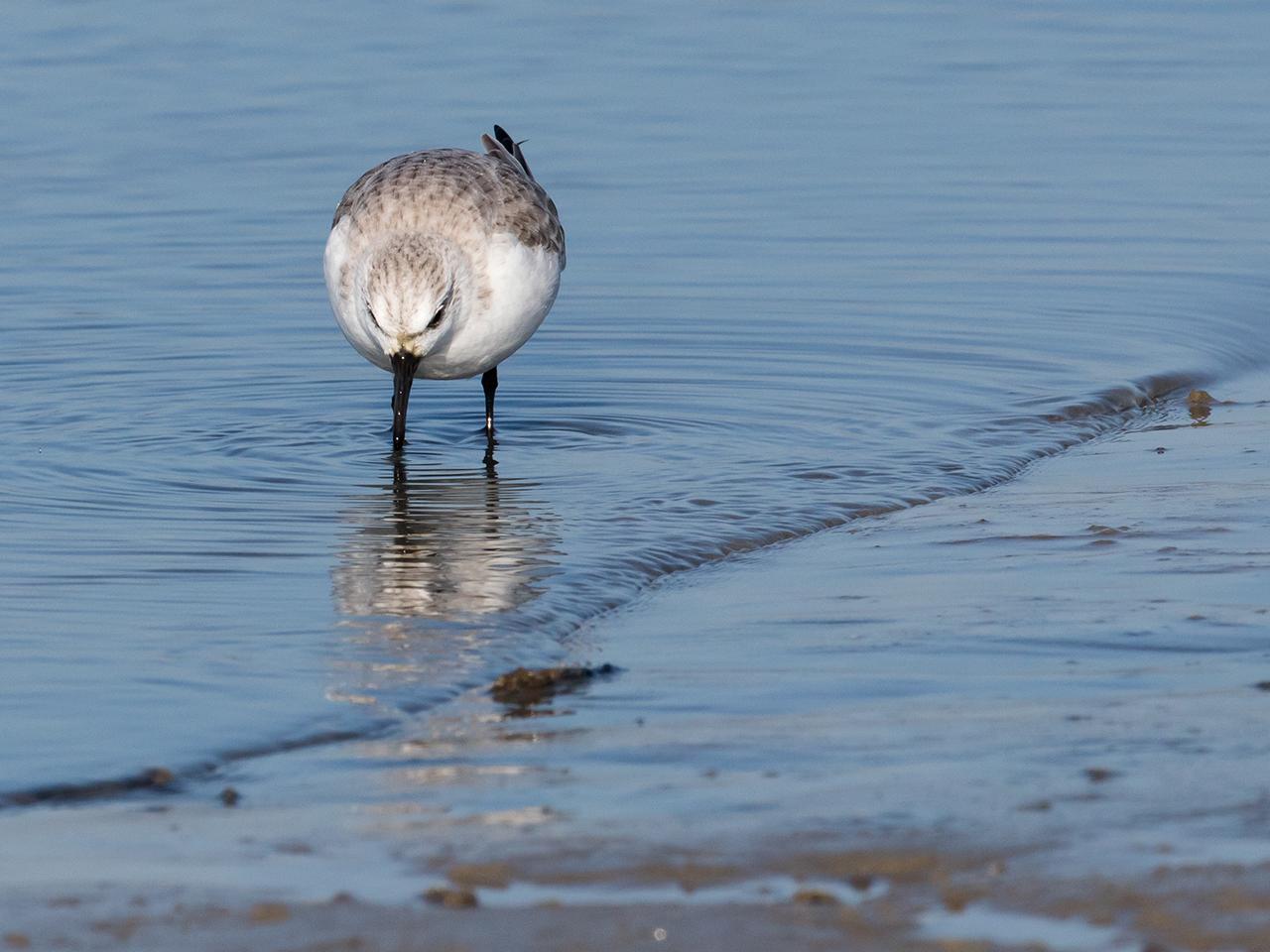 Drieteenstrandloper-20170214g1280YSXX7082a.jpg