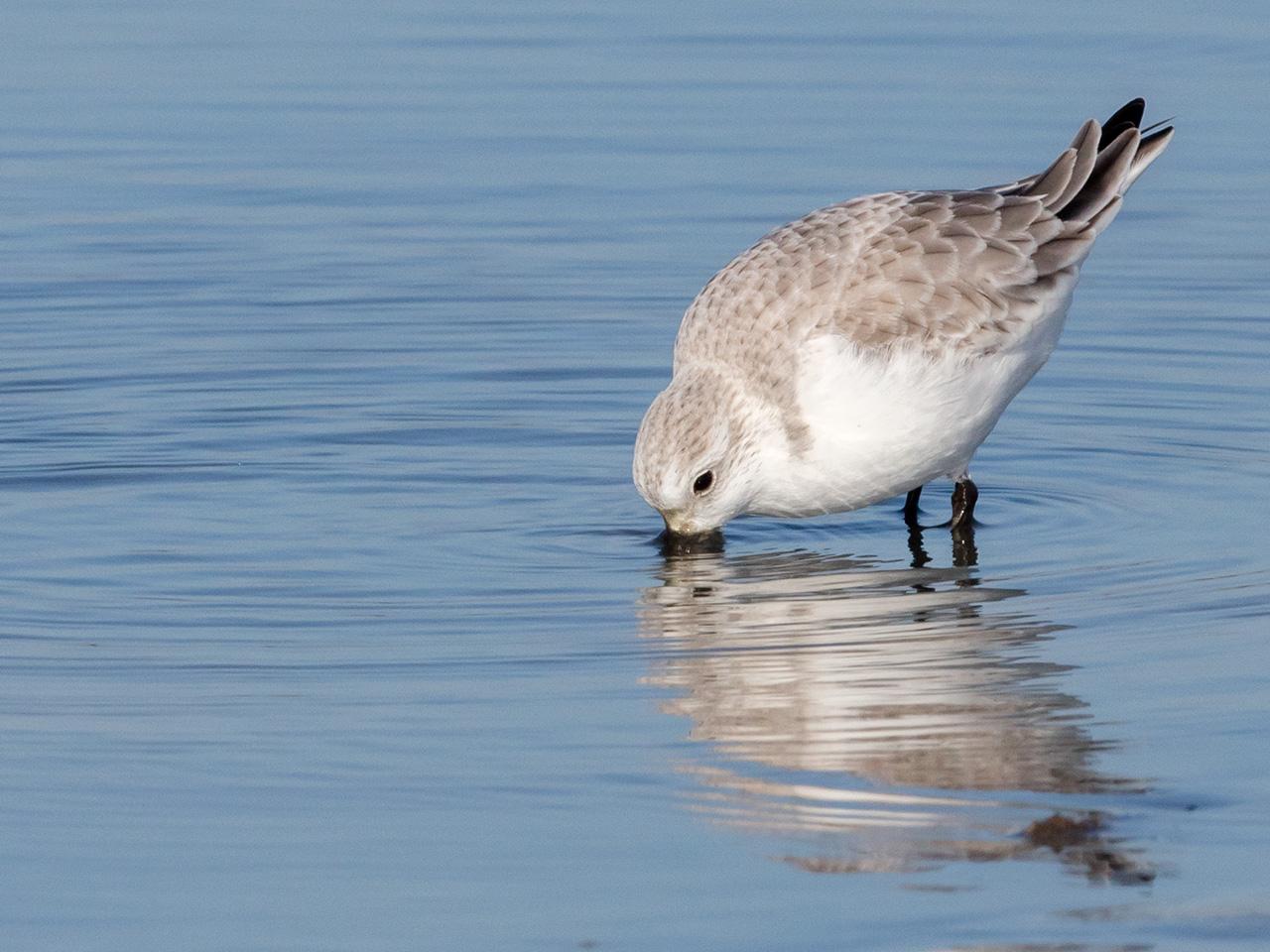 Drieteenstrandloper-20170214g1280YSXX7083a.jpg