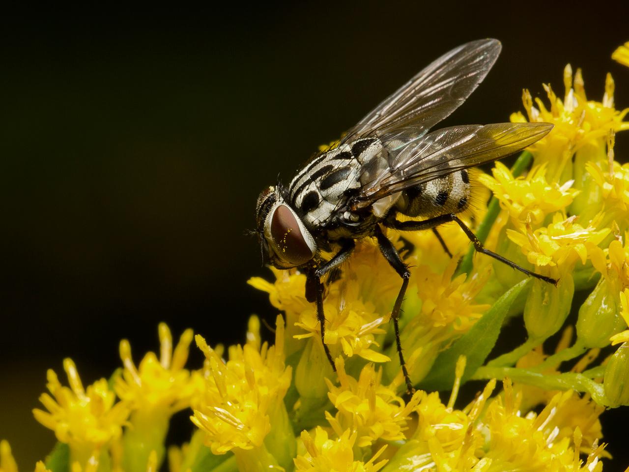 Echte-vlieg-Graphomya-maculata-20120903g1280IMG_9945a.jpg