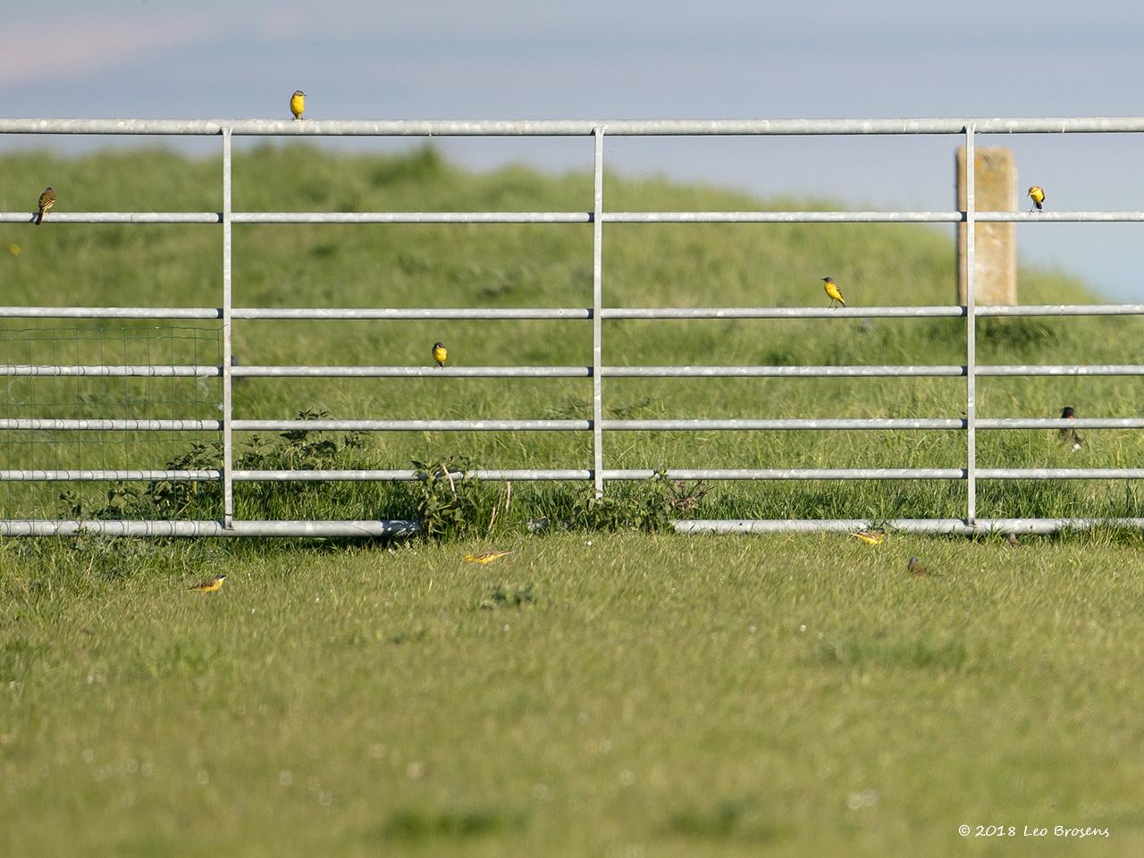 Engels-Noordse-Gele-kwikstaart-20180508g1280YSXX2559acrfb.jpg