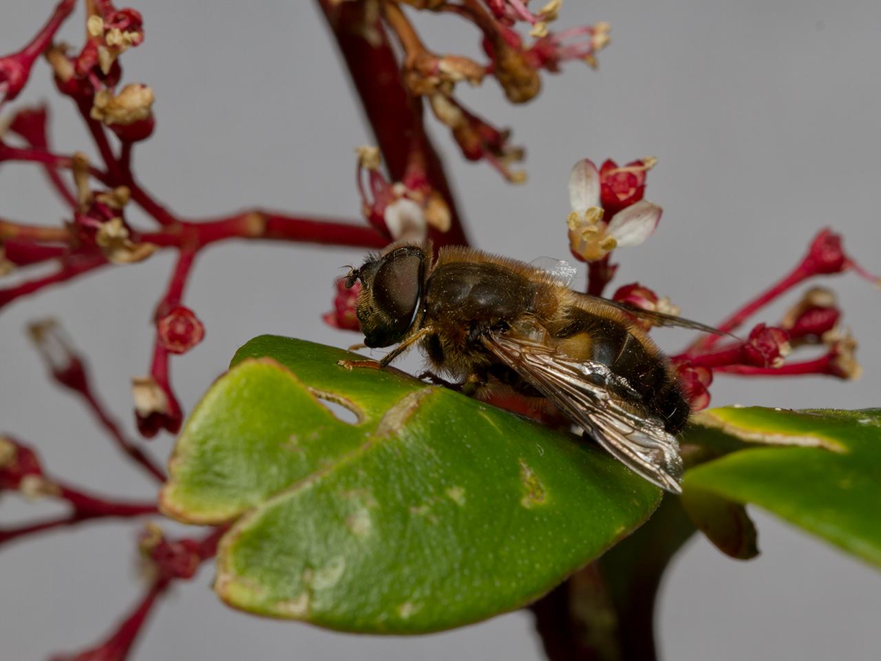 Eristalis-20130515g1280IMG_5390a.jpg