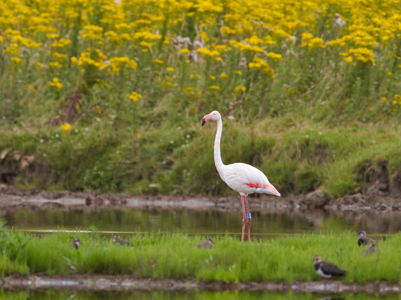 Flamingo-20120721g1280IMG_7575a.jpg